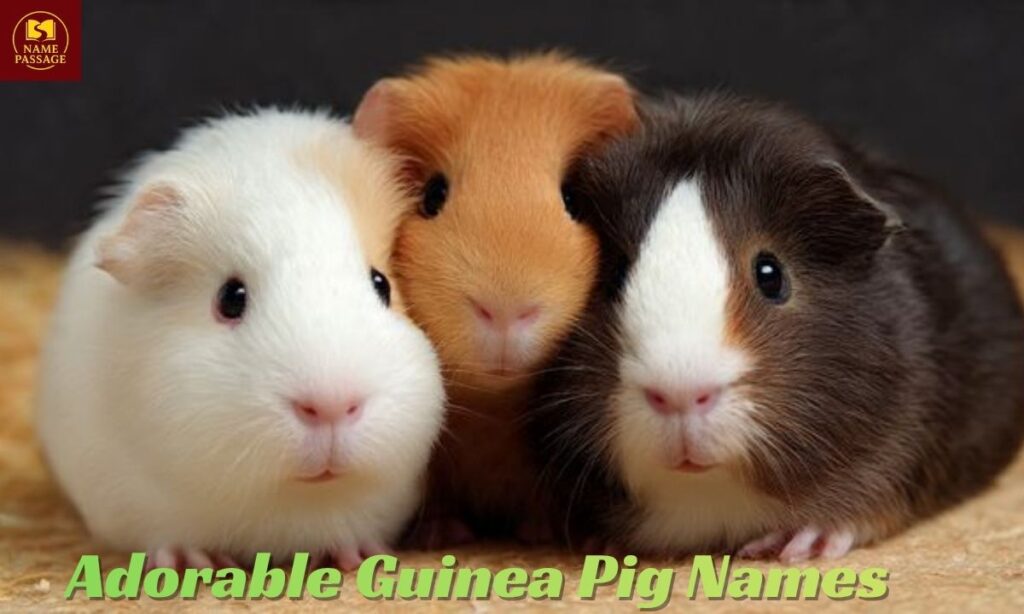 Adorable Guinea Pig Names