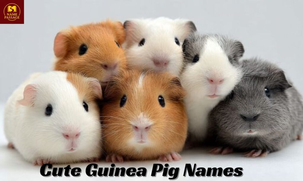 Cute Guinea Pig Names