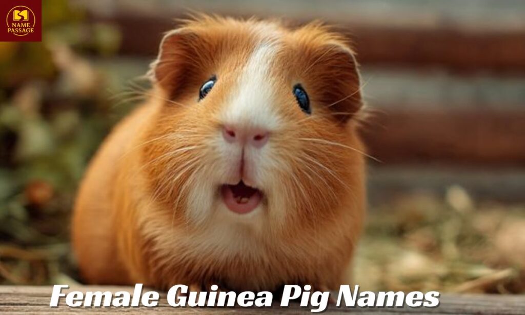 Female Guinea Pig Names