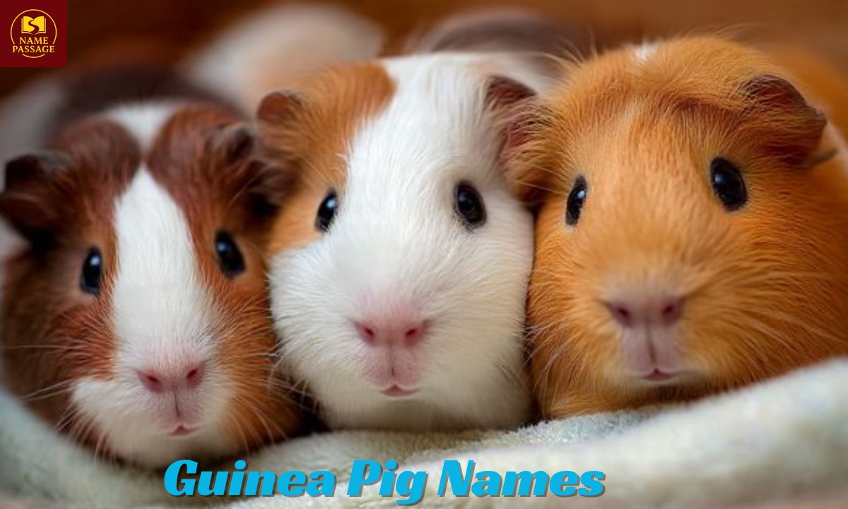 Guinea Pig Names